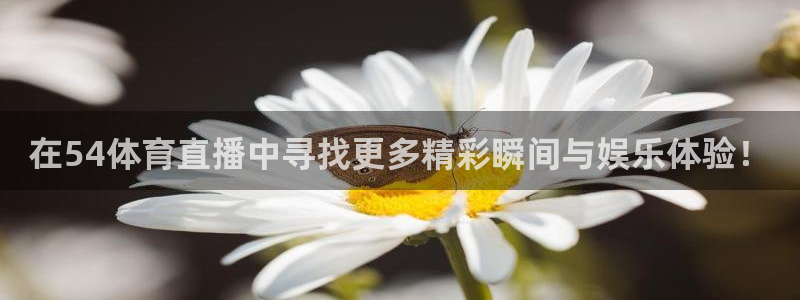 833直播足球直播：在54体育直播中寻找更多精彩瞬间与娱乐体验！